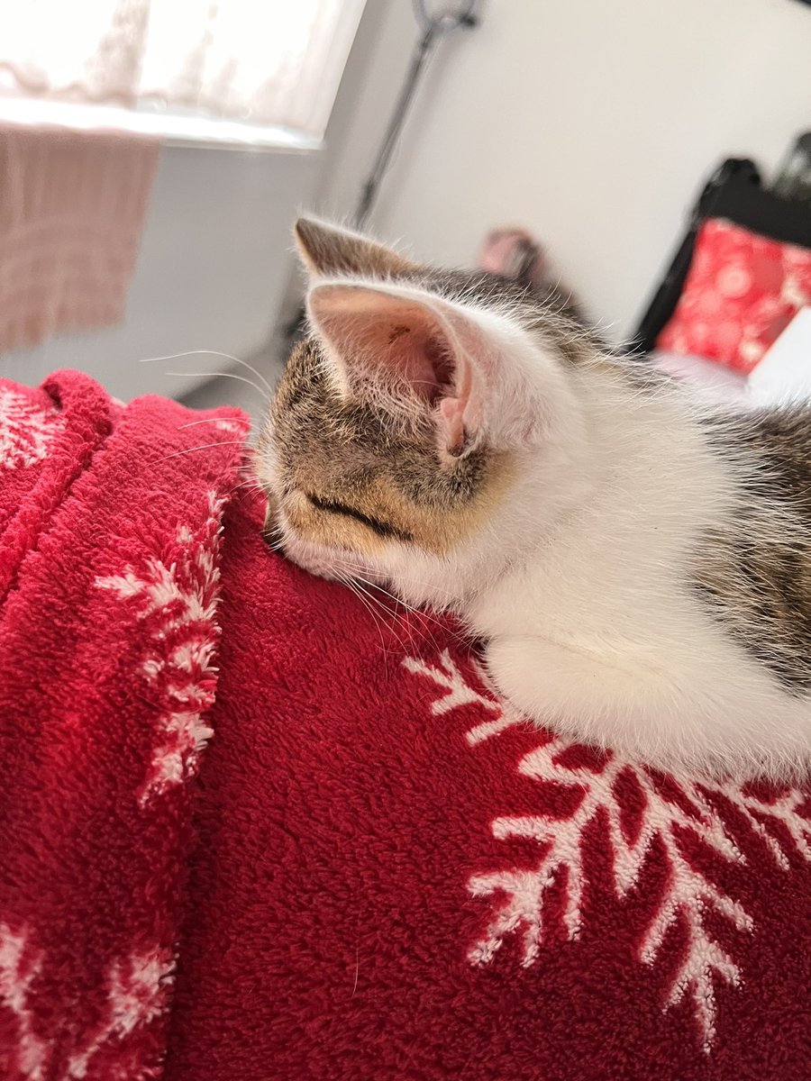 kingovaa_'s tweet photo. @grebemtisve Evo i bebamace, zabio nos u ćebe i tako spava🤭 https://t.co/yodn0u24wd