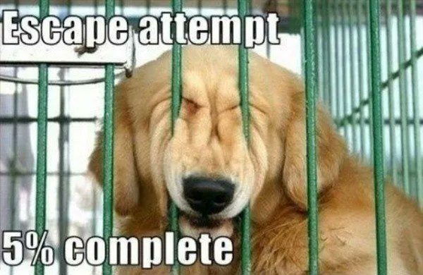 Doggo Tweets tweet media
