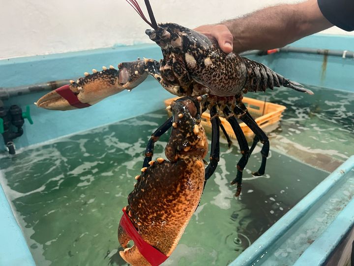 WalkinSpain's tweet photo. One of the bonuses of walking the Camino del Norte is the chance to try fresh seafood. https://t.co/yN8CyCVJ6k