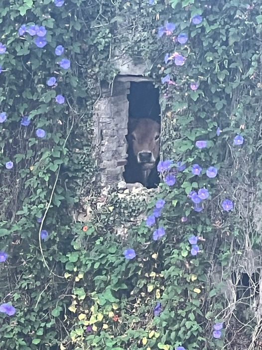 WalkinSpain's tweet photo. Sometimes pilgrims on the Camino del Norte attract the attention of locals... https://t.co/dfmO7jg3oK