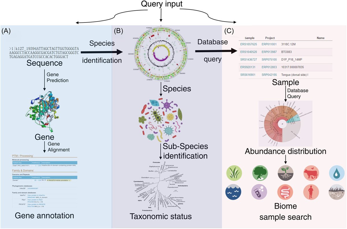iMeta (@imetascience) on Twitter photo MicroEXPERT: Microbiome profiling platform with cross-study metagenome-wide association analysis functionality
#Bioinformatics #metagenomics #microbiome #association #guthealth
<a href="/wileymicrobio/">Wiley Microbiology</a> <a href="/WileyHealth/">Wiley Clinical Health</a> <a href="/WileyBiomedical/">Wiley Biomedical Science</a>
doi.org/10.1002/imt2.1… MicroEXPERT: Microbiome profiling platform with cross-study metagenome-wide association analysis functionality
#Bioinformatics #metagenomics #microbiome #association #guthealth
<a href="/wileymicrobio/">Wiley Microbiology</a> <a href="/WileyHealth/">Wiley Clinical Health</a> <a href="/WileyBiomedical/">Wiley Biomedical Science</a>
doi.org/10.1002/imt2.1…