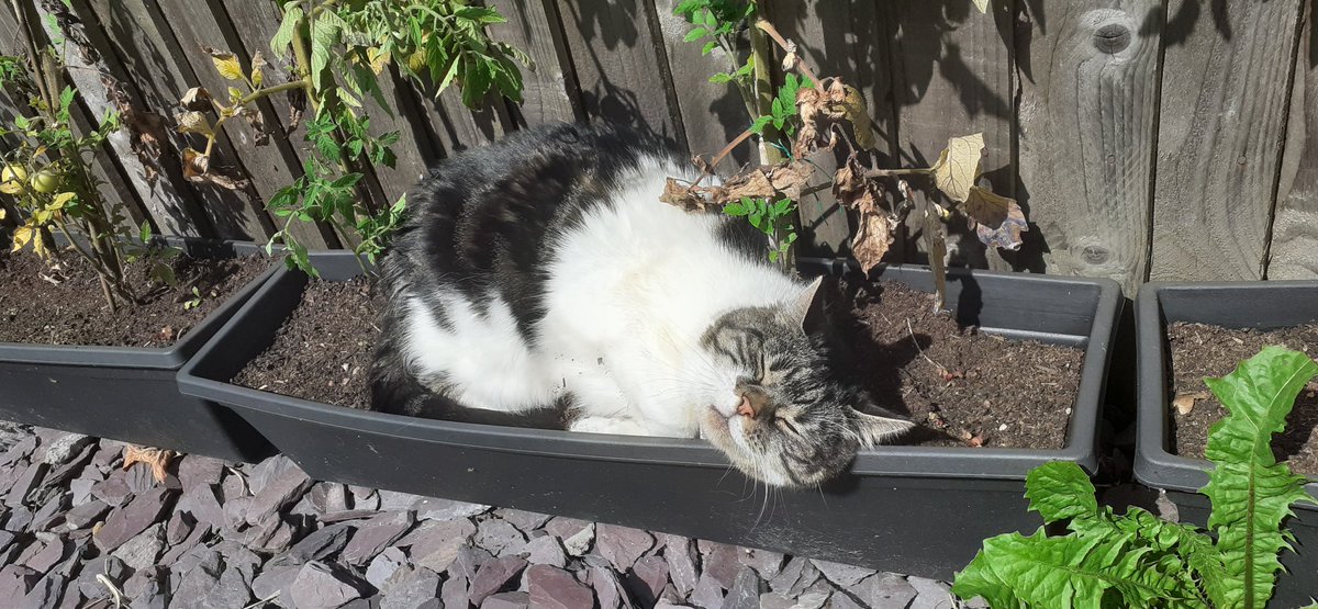 The tomatoes are unusually 'bitey' this year....

#CatsOfTwitter