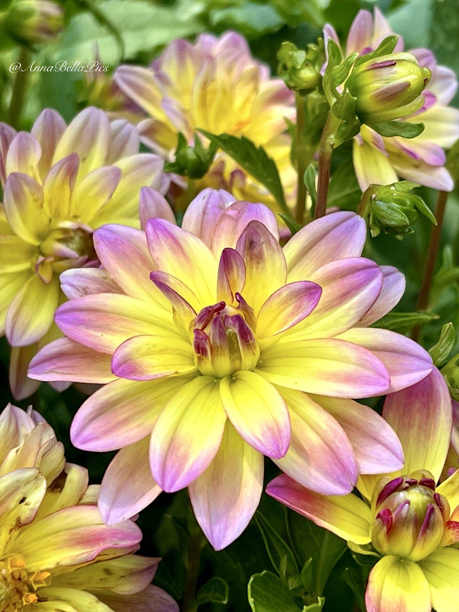 A wonderful prolific gem all summer long with her pink and yellow pollinator friendly blooms …. dahlia ‘Pacific Ocean’🌸💛 #gardening #flowers