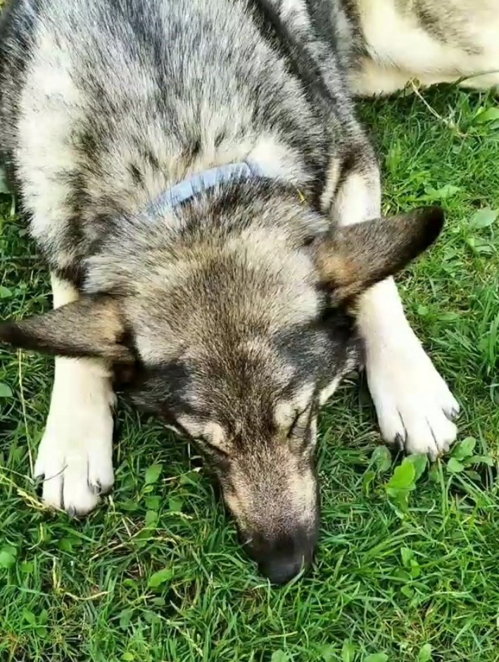 Luliirvalbu's tweet photo. 🔸️v e r a n i e g a s🔹️
☀️△🌿🤠☁️🐺👣
#Horcadas
#leonesp 🦁 https://t.co/gmyH6kuCNq