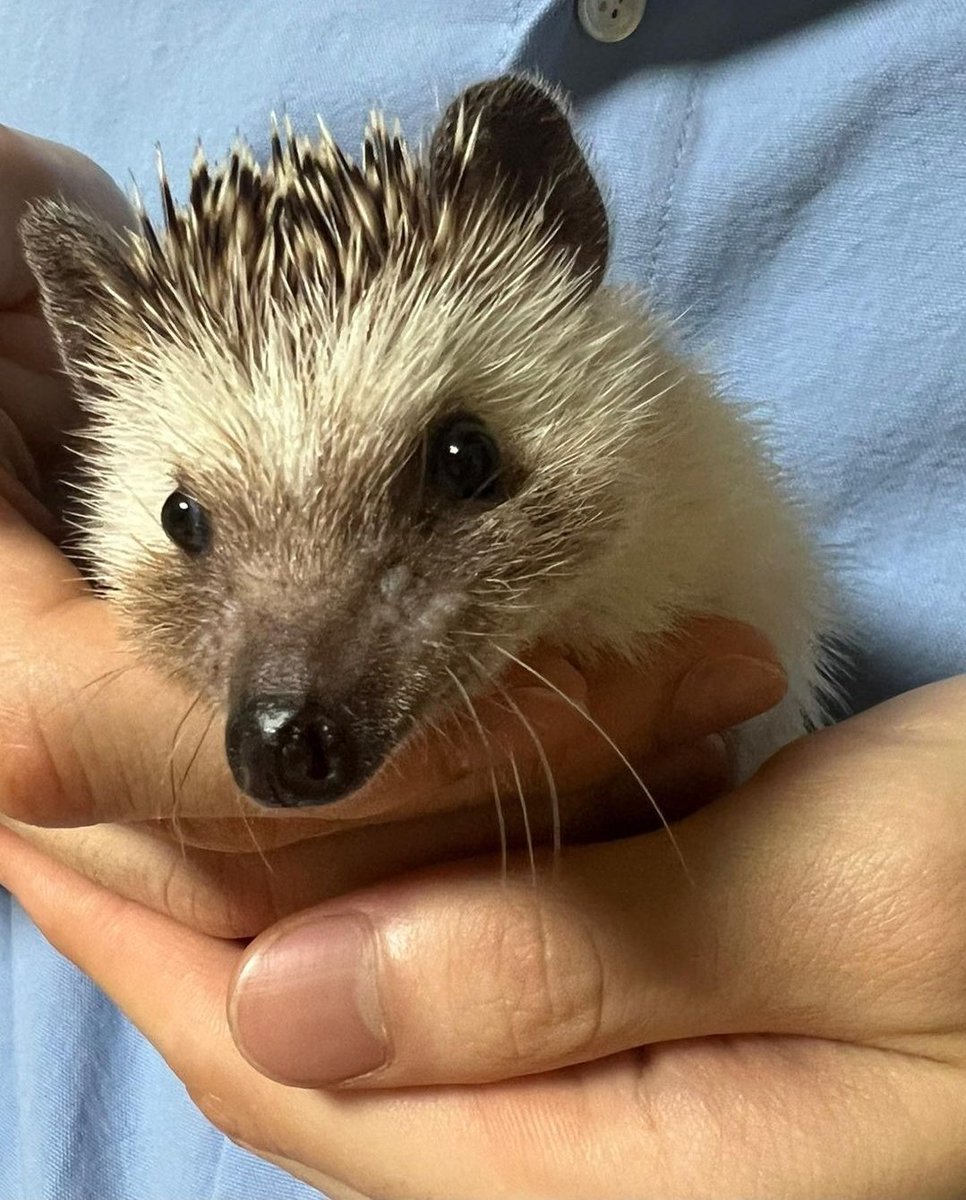 csbshour's tweet image. rest in peace, odi. thank you for making soobin happy! you were well loved and had the best father ever ❤️