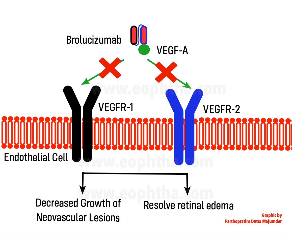 We provide Brolucizumab biosimilar for research use!

Brolucizumab is a humanized single-chain antibody fragment that was designed to attach to and block a substance called vascular endothelial growth factor A.