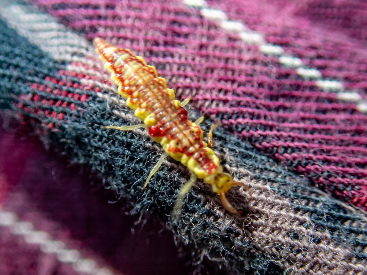 Michelle Werrett tweet media