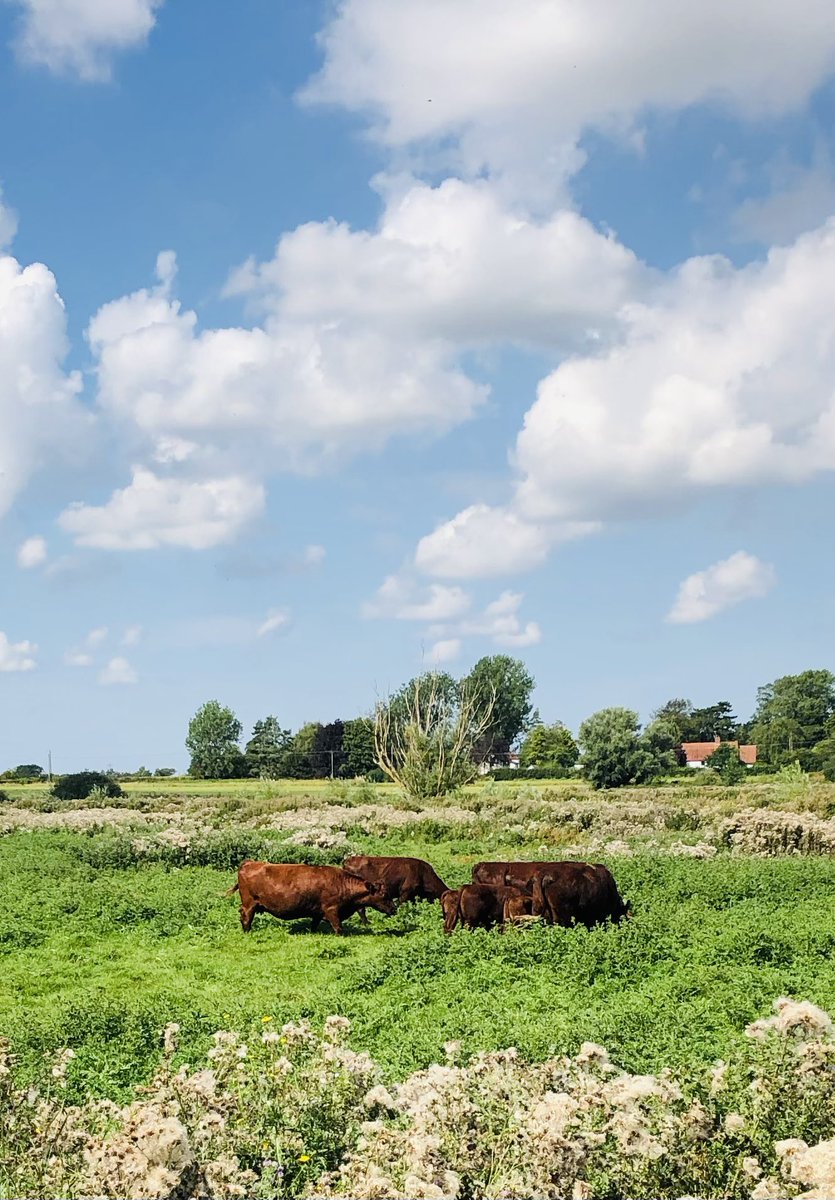 Very lucky to see this lesser whitethroat up close! Thank you Roger Walsh and The Otter Trust for showing me Dickleburgh Moor with all its potential. #wetlands #partnership #birdringing