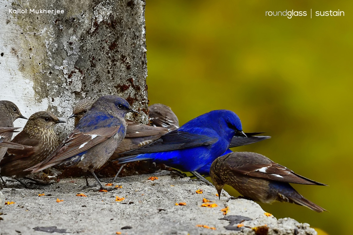 RGSustain1's tweet photo. While the male #grandala is a striking blue, females and juveniles are mostly dull greyish brown. They are known to be insectivores and can be seen looking for food in open meadows. But they also feed on berries and fruits, especially seabuckthorn.
Photos: Kallol Mukherjee https://t.co/t0AdR3FQN4