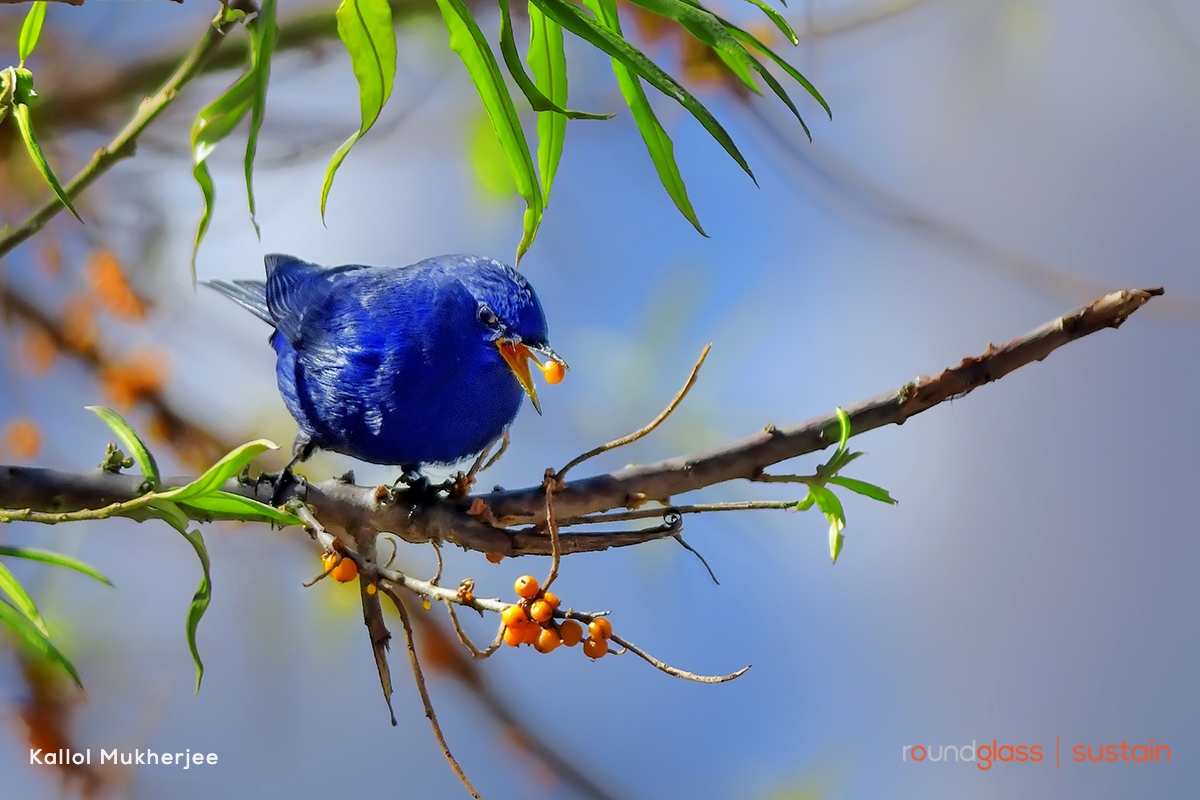 RGSustain1's tweet photo. While the male #grandala is a striking blue, females and juveniles are mostly dull greyish brown. They are known to be insectivores and can be seen looking for food in open meadows. But they also feed on berries and fruits, especially seabuckthorn.
Photos: Kallol Mukherjee https://t.co/t0AdR3FQN4