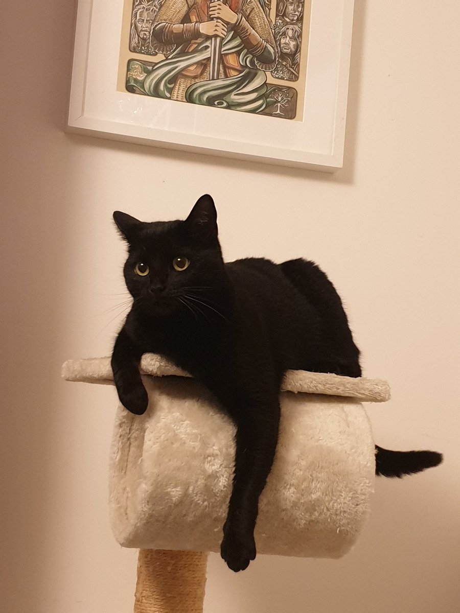 CapucineFedrigo's tweet photo. Joyeuse journée internationale du chat noir 
#journéeinternationaleduchatnoir
#internationalblackcatday
#chats #adoption #stopabandon https://t.co/di2ihaA1WR