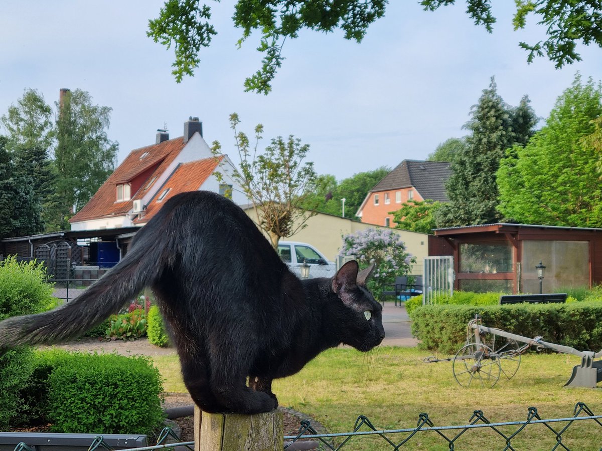 v_wilms's tweet photo. @SimonsCat Our panther Clara on a fence. https://t.co/mtr3mqsAEA