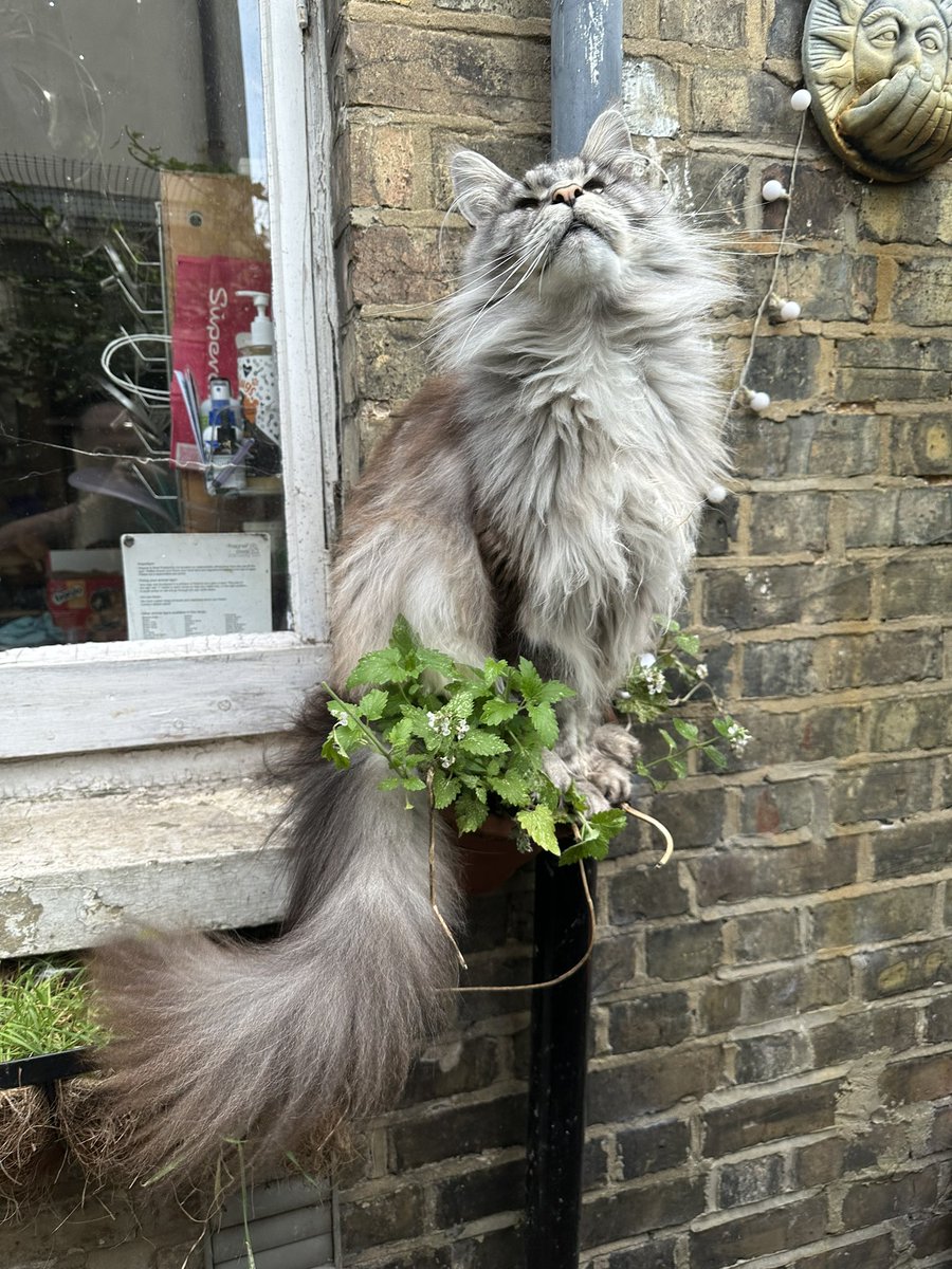 There seems to be a cat growing in our catnip plant!😂 #mainecoon #catsofacademia