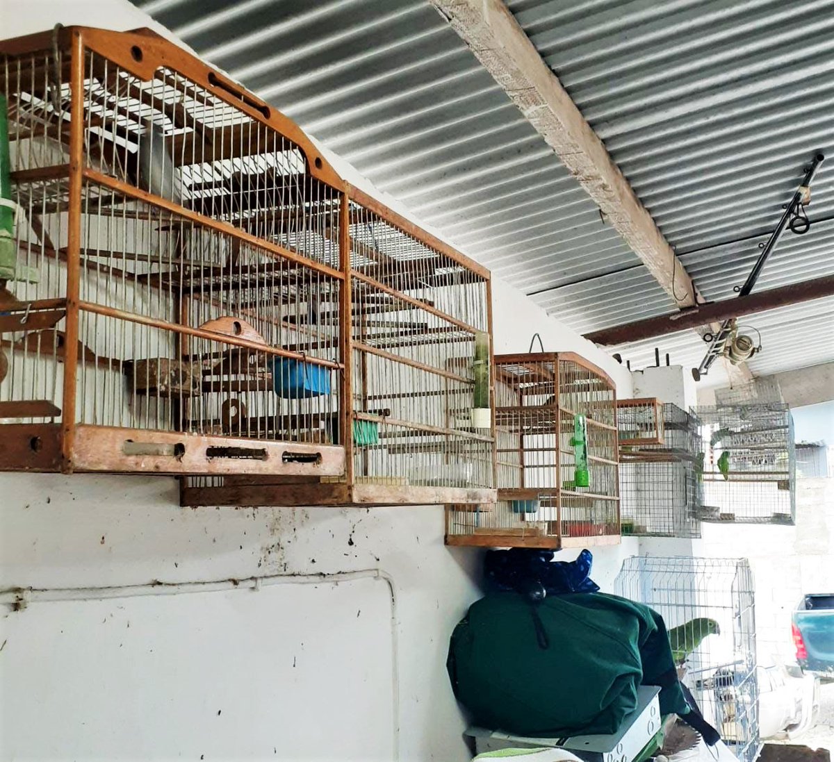 maftt_'s tweet image. 33 EXOTIC ANIMALS SEIZED IN ST. JOSEPH

A St. Joseph resident has been charged with four offences following the discovery of 33 exotic animals at his home.

Read more on our Facebook page: facebook.com/AgricultureTT

#MALF | #ForestryDivision | #GameWardens | #Wildlife