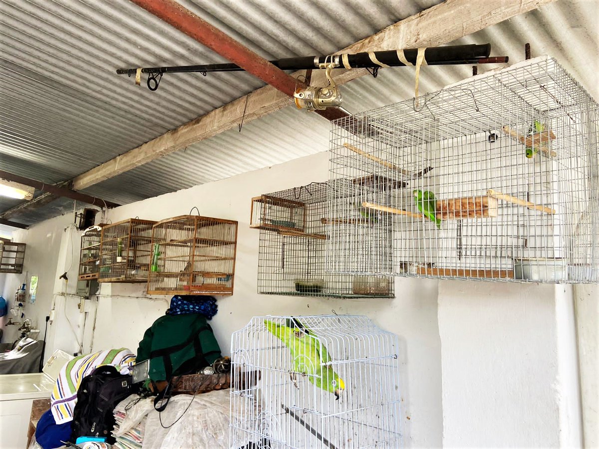 maftt_'s tweet image. 33 EXOTIC ANIMALS SEIZED IN ST. JOSEPH

A St. Joseph resident has been charged with four offences following the discovery of 33 exotic animals at his home.

Read more on our Facebook page: facebook.com/AgricultureTT

#MALF | #ForestryDivision | #GameWardens | #Wildlife