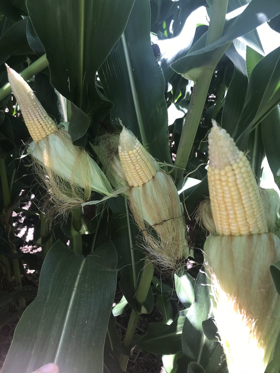 Rathman Agronomics tweet media