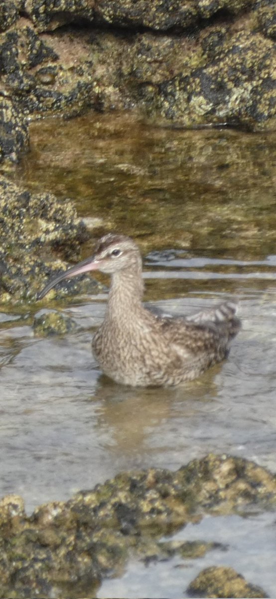 Plom 🎗️ tweet media