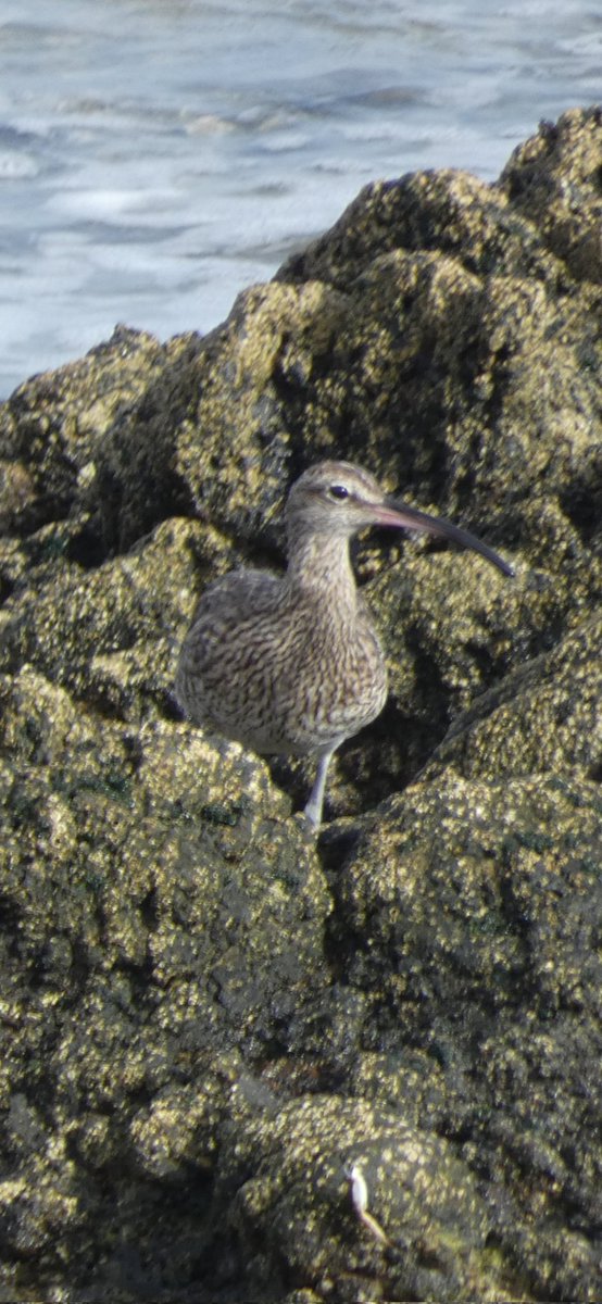 Plom 🎗️ tweet media