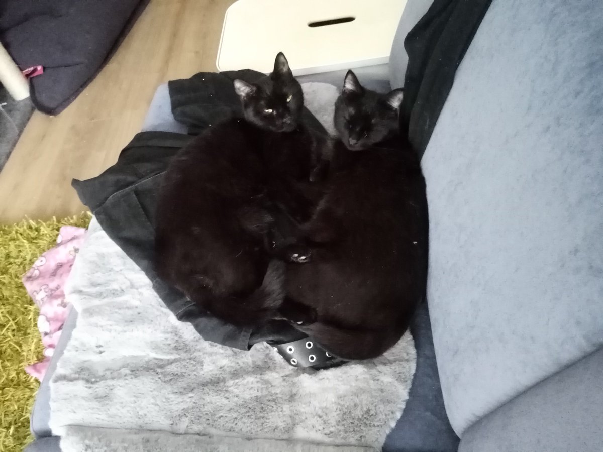 Heard it's #BlackCatAppreciationDay