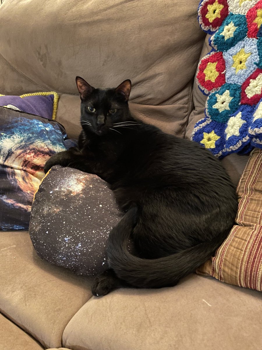 Happy #BlackCatAppreciationDay! George is one of the sweetest (and neediest) cats I’ve ever known 🥰🐈‍⬛🐈‍⬛🐈‍⬛