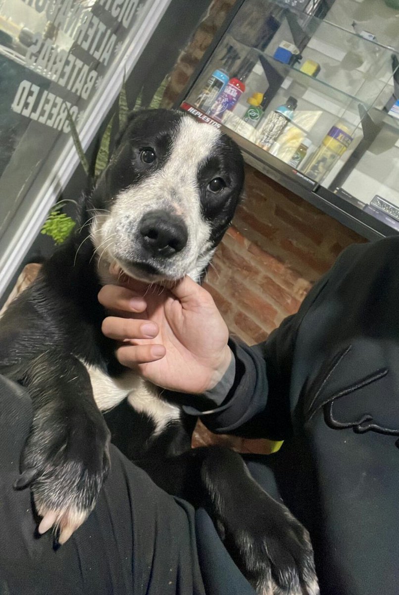 bnclzla's tweet photo. 🔴AYUDAAA EZEIZA 🔴
Lo estamos reteniendo en el local, pero llora mucho, se quiere escapar, aparecio con la tomenta 12;30 aprox, macho muy bien cuidado y dócil, sin castrar, me llaman 1168715548
En caso de no dar con los dueños será castrado y dado en adopción.
Av. Patricios 914 https://t.co/zHKIrZXpN4