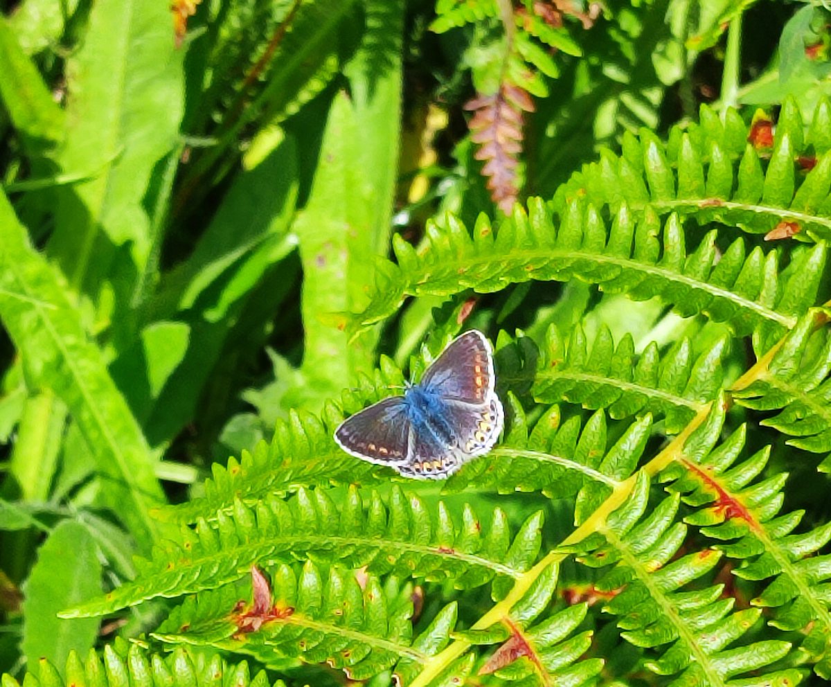 sandra_nimha's tweet photo. Common Blue #buterflies #royalcanal #midlandsscience #HeritageWeek2023 https://t.co/Utrgfjscpa
