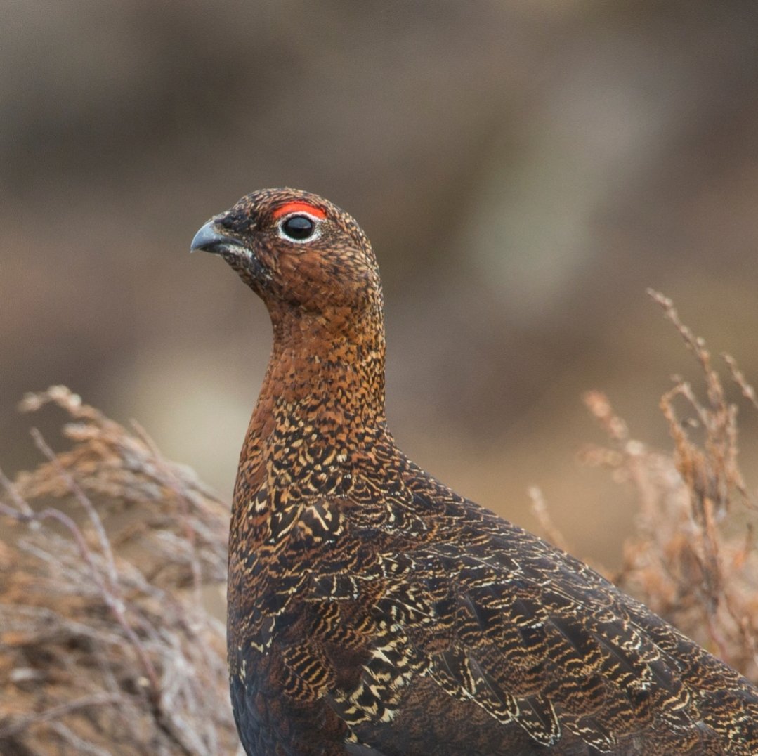 On the 21st September, for one night only, we are holding a very special evening to showcase all that British game has to offer.

Head over to our website now to book your table! Limited spaces available for this unmissable menu!
