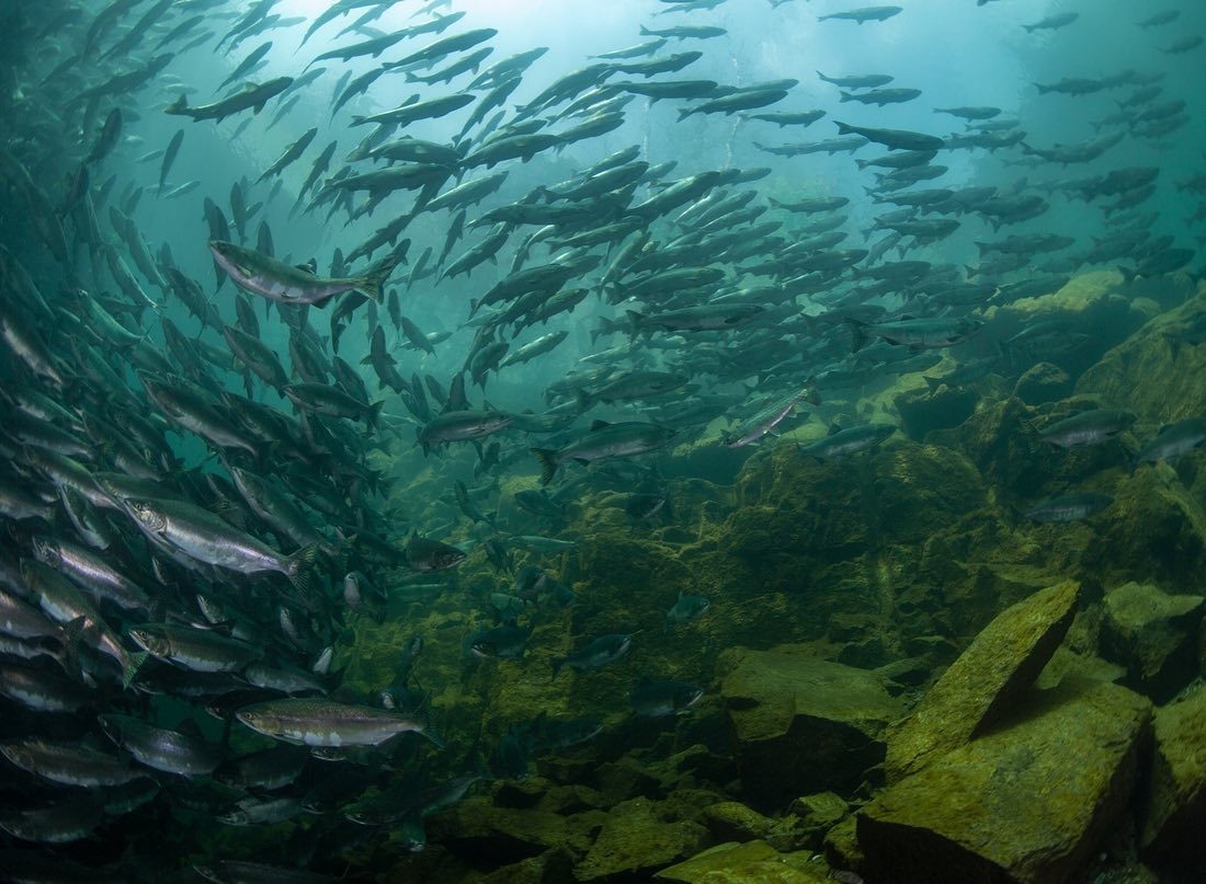 The CCPC tweet media