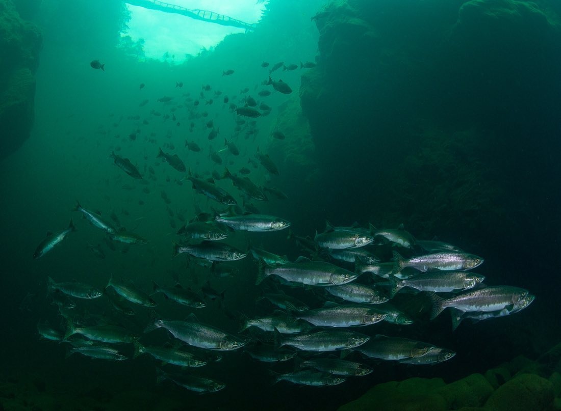 The CCPC (@theccpc) on Twitter photo Click by Ryan Miller <a href="/ryanmillerphoto/">RyanMillerPhoto</a>
🌿🐟 Dive into the heart of nature's drama as salmon return to their birthplace to spawn. Let's nurture the rivers that nurture life. 🌊🍃
.
#CCPC #CanadianConservation #Conservation #SalmonSpawn Click by Ryan Miller <a href="/ryanmillerphoto/">RyanMillerPhoto</a>
🌿🐟 Dive into the heart of nature's drama as salmon return to their birthplace to spawn. Let's nurture the rivers that nurture life. 🌊🍃
.
#CCPC #CanadianConservation #Conservation #SalmonSpawn
