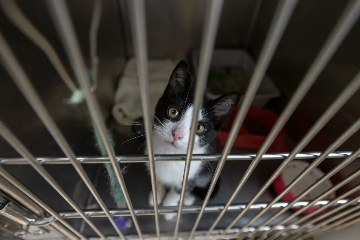 Humane Society London & Middlesex tweet media