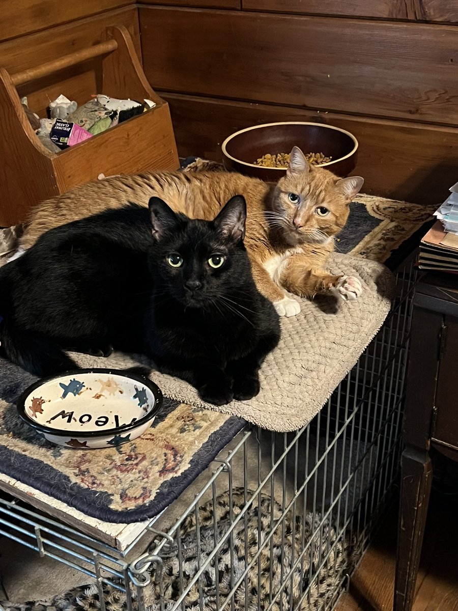 DebJaguar's tweet photo. #BlackCatAppreciationDay. They are the best friends. https://t.co/iURImuNNrr