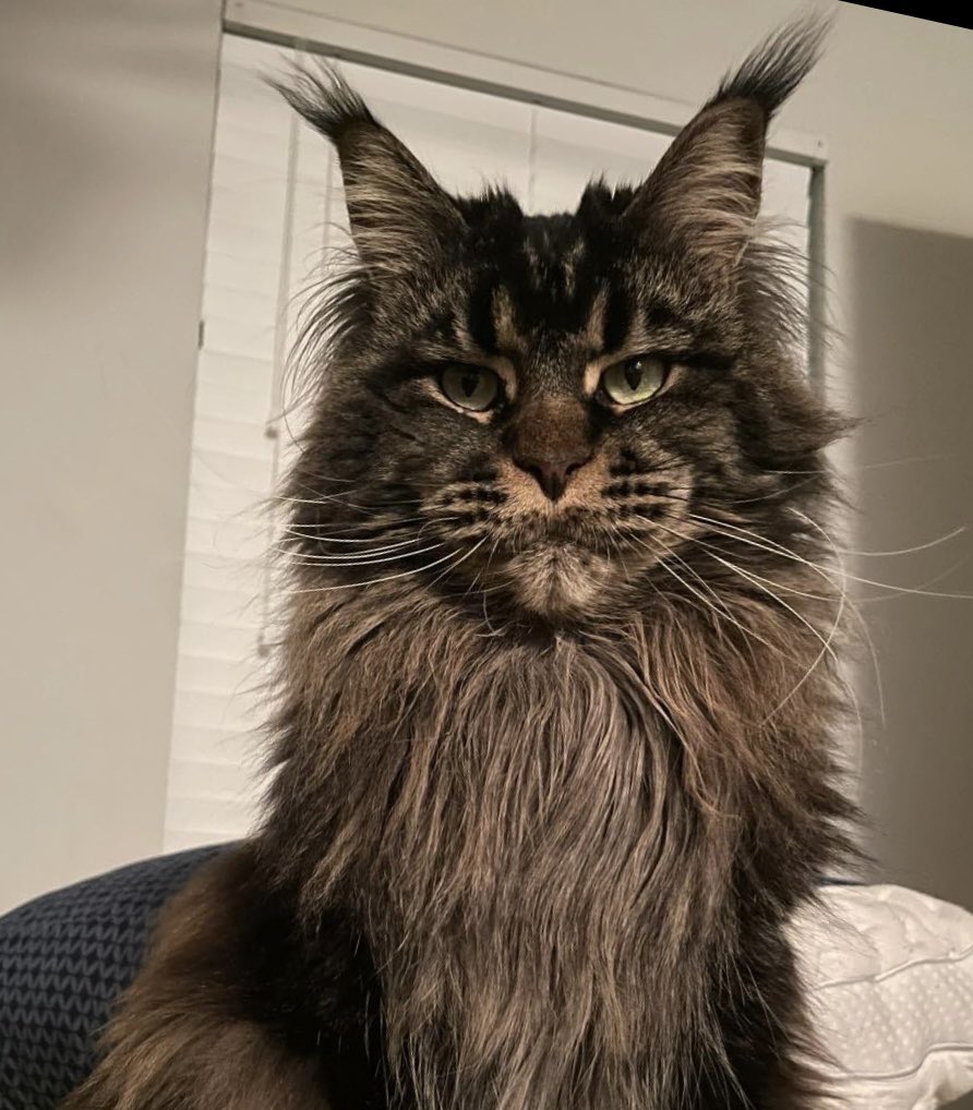 jupiterhaus's tweet photo. The beautiful model, Sushi 😇 https://t.co/QwvX4ur2Bc