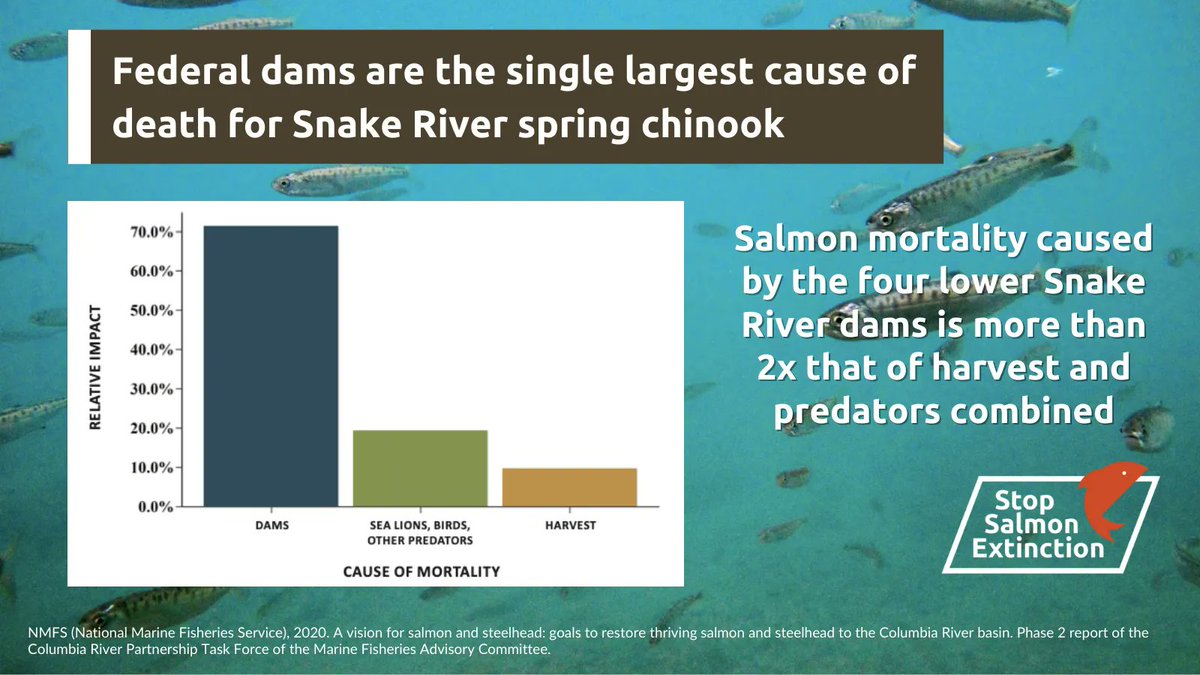 savewildsalmon's tweet photo. We can have a future with a modernized transportation system, clean energy, and abundant #salmon; while upholding treaty responsibilities to Tribal Nations. This is possible; only if we act now to restore the #LowerSnakeRiver
ACT NOW: https://t.co/Oq1pb7qPHy https://t.co/ZWZaeAKr7E