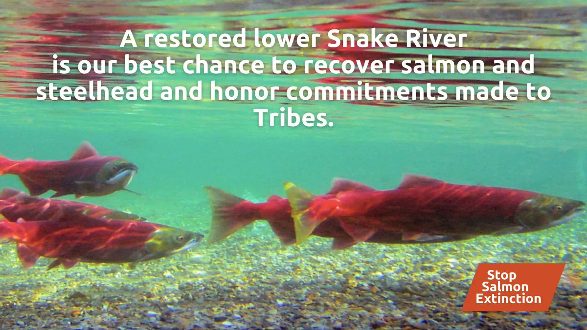 savewildsalmon's tweet photo. We can have a future with a modernized transportation system, clean energy, and abundant #salmon; while upholding treaty responsibilities to Tribal Nations. This is possible; only if we act now to restore the #LowerSnakeRiver
ACT NOW: https://t.co/Oq1pb7qPHy https://t.co/ZWZaeAKr7E