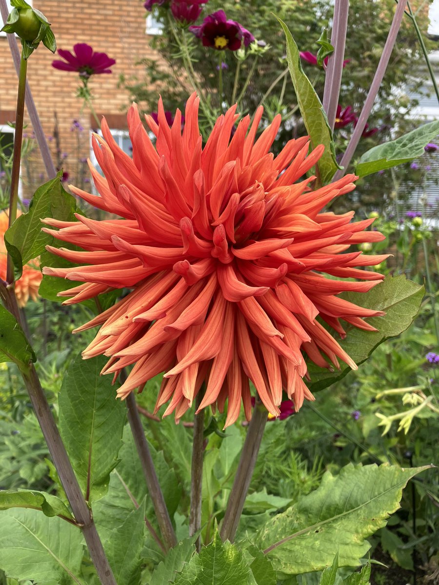 Some splendid #Dahlias new to the garden this year responding to a long awaited rise in the mercury this week #DahliaSelina #DahliaLudwigHelfert #DahliaAutumnOrange