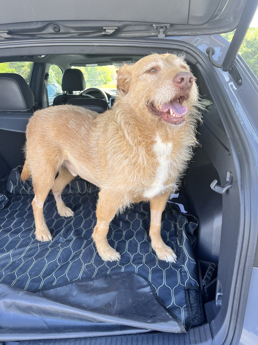 thecoppermaeven's tweet photo. @washbears_wares oh my god i’m so sorry. boomer just had to get emergency surgery for a blockage back in June. i’ll be thinking about you guys ♥️ it took over a week for them to see it after multiple scans. it’s so frustrating and scary😭 he sends his healing vibes!!!♥️ https://t.co/TnPsJIjhne