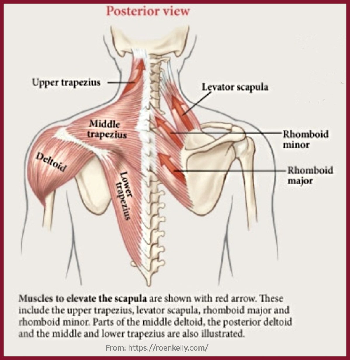 Dr. OMID BANDARCHI on X: Anterior shoulder muscles, also called the pectoral  muscles, attach the upper extremity to the clavicle and the thoracic cage.  These muscles include the pectoralis major, pectoralis minor