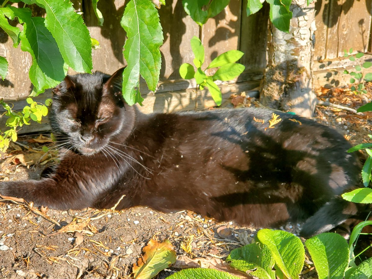 Much love to all the housepanthers in our lives. Here is Lovey sunbathing. She looks rather brown here but... 😁😍#BlackCatAppreciationDay