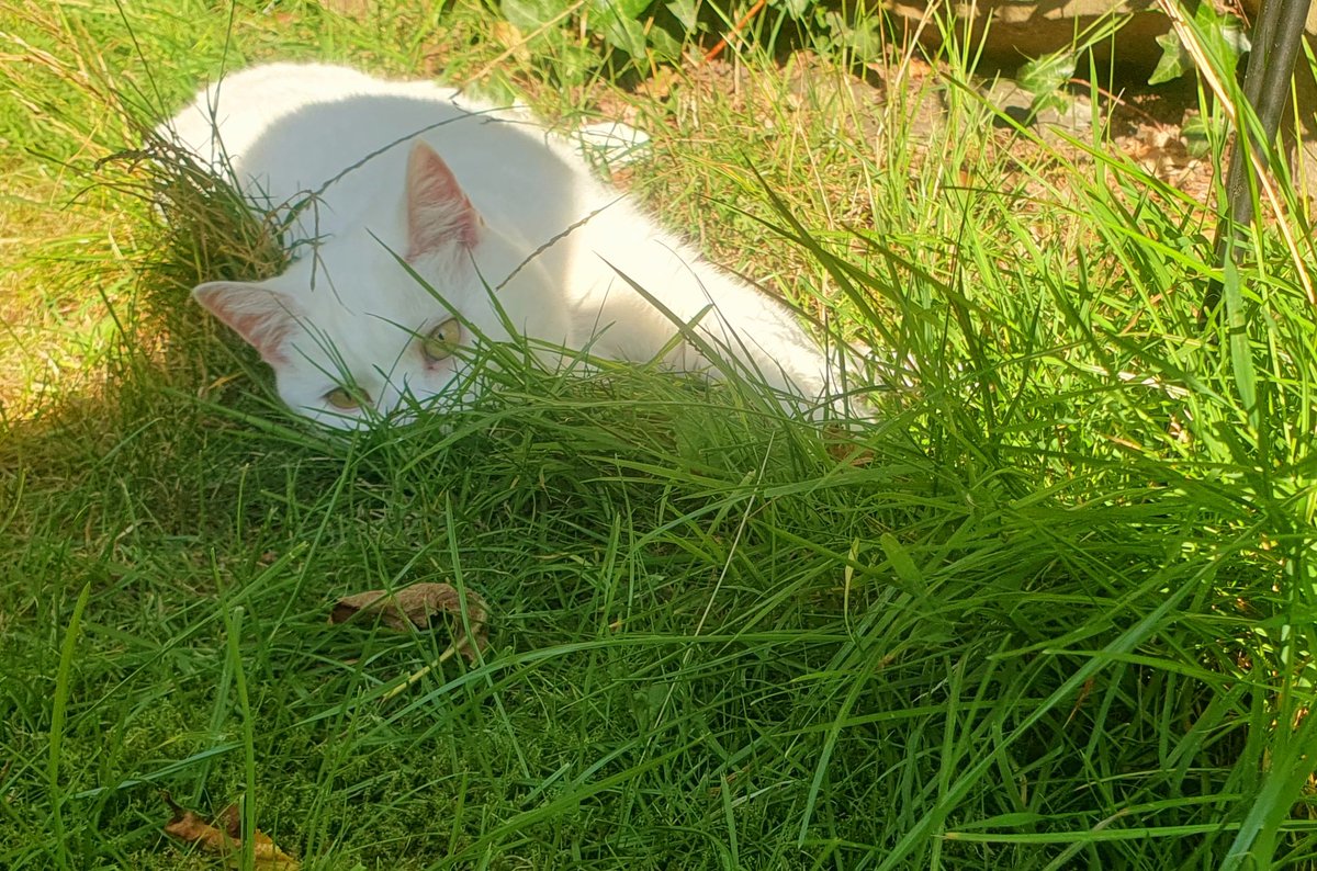 🌸Daisy ❤️ loves her long grass patch...... she lounges like a 🐅 in there....