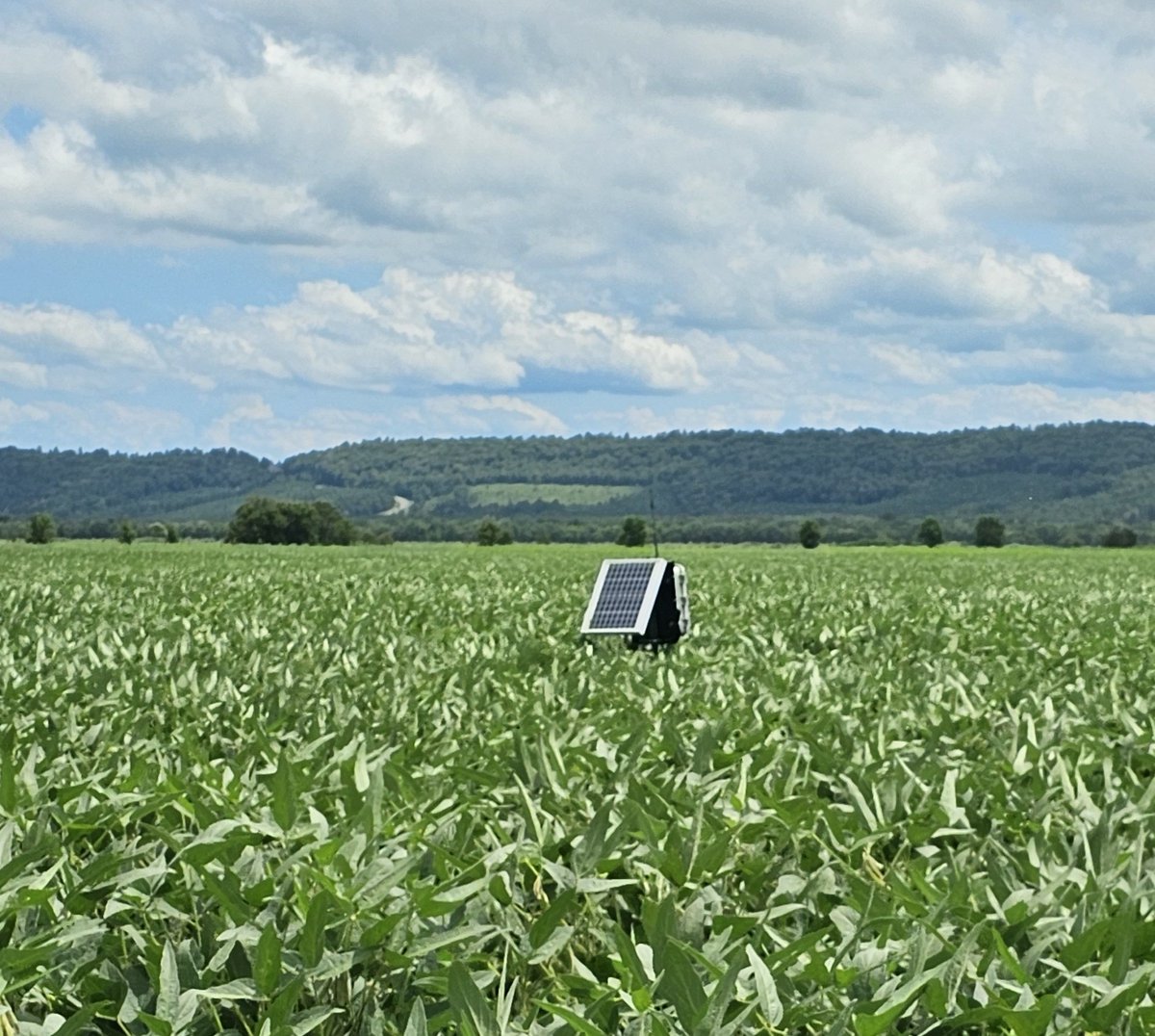 ar_verification's tweet image. Soil moisture sensors have been helpful, making sure we take full advantage of recent rains and determine irrigation termination @TheMikeHamilton