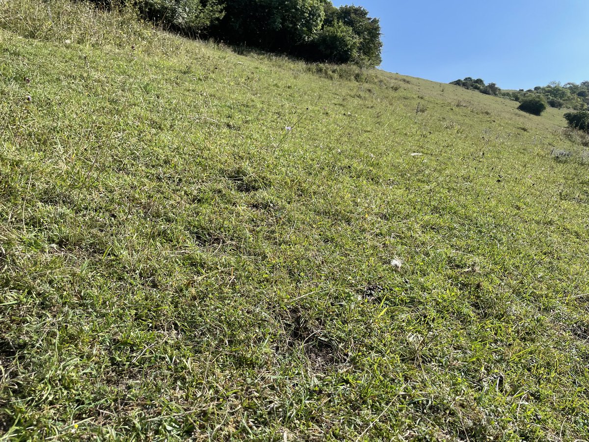 This is what SSSI chalk grassland looks like when you mindlessly put large numbers of sheep on it when it’s at it peak. No flowers, very few inverts. Damage to populations of some invertebrates. Including rare snails. Step away from summer sheep grazing on such important habitat!