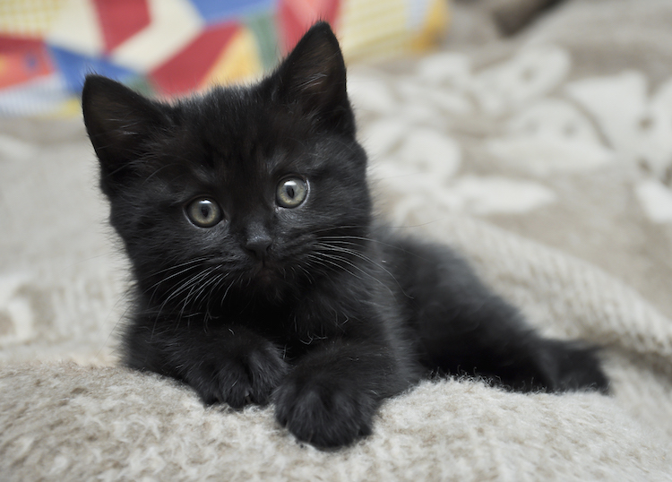 LigueDesAnimaux's tweet photo. Aujourd'hui, nous célébrons la #journeeinternationaleduchatnoir ! 🐈‍⬛

Autrefois injustement maltraité et stigmatisé, le chat noir est désormais admiré pour sa ressemblance avec la panthère noire, son élégance et son esprit vif.

Partagez vos photos de chats noirs dans les commentaires pour participer à cette célébration 🥰