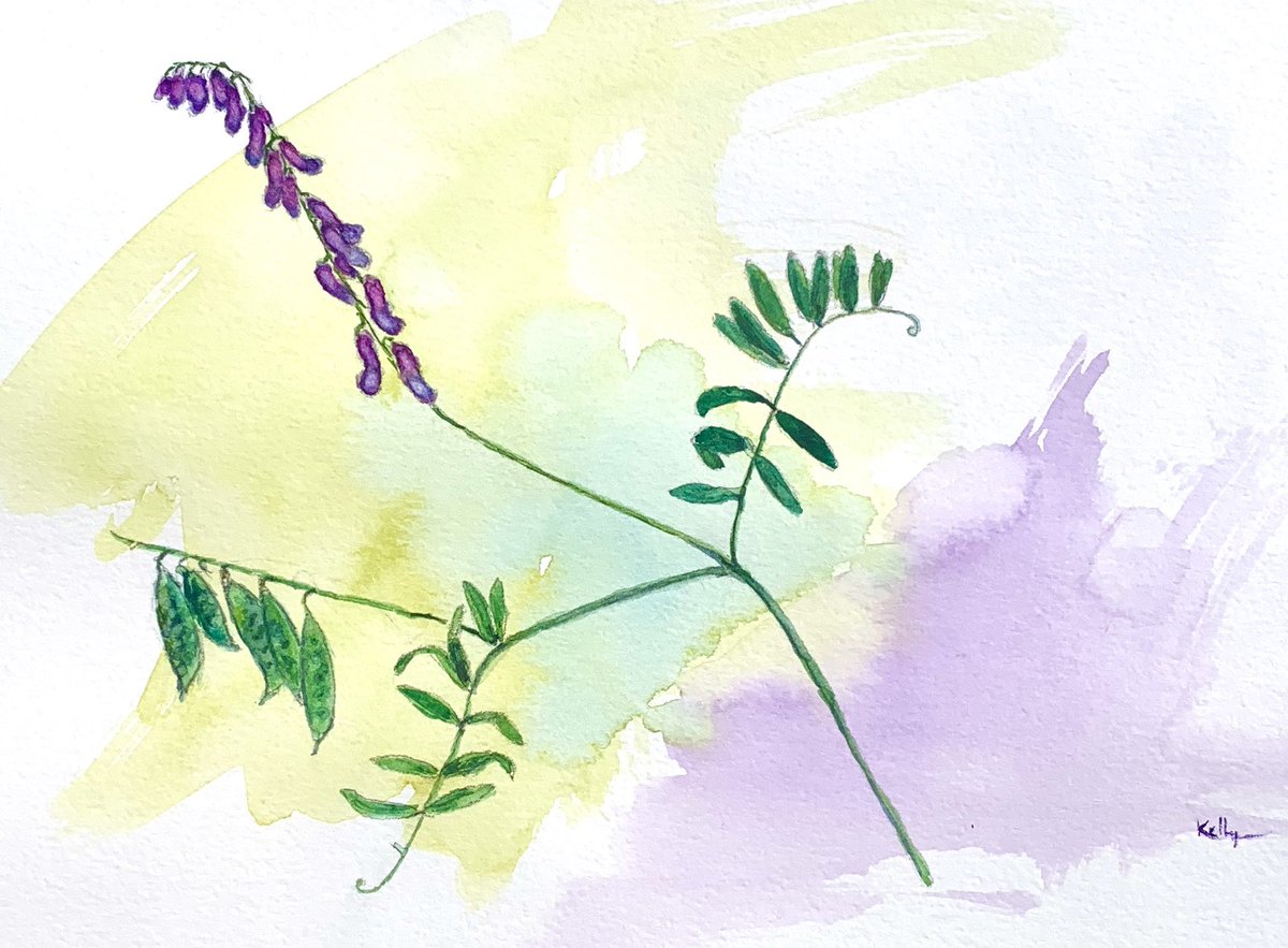 khmorehouseart's tweet photo. A little #watercolour #sketch #weed #sketchbook #commonvetch #wild #illustration #botanicalillustration #botanical #wildflower #wildpeas https://t.co/cg4Ib6IUfU
