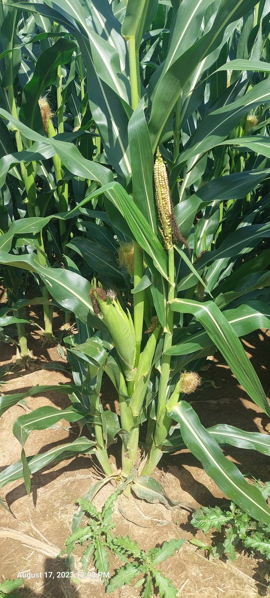 Greg Roth tweet media