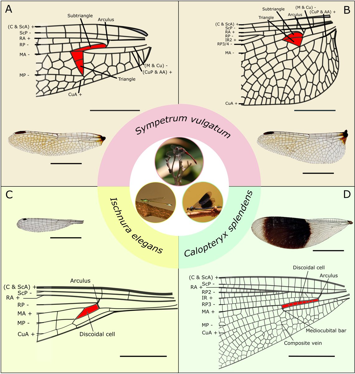 Communications Biology tweet media