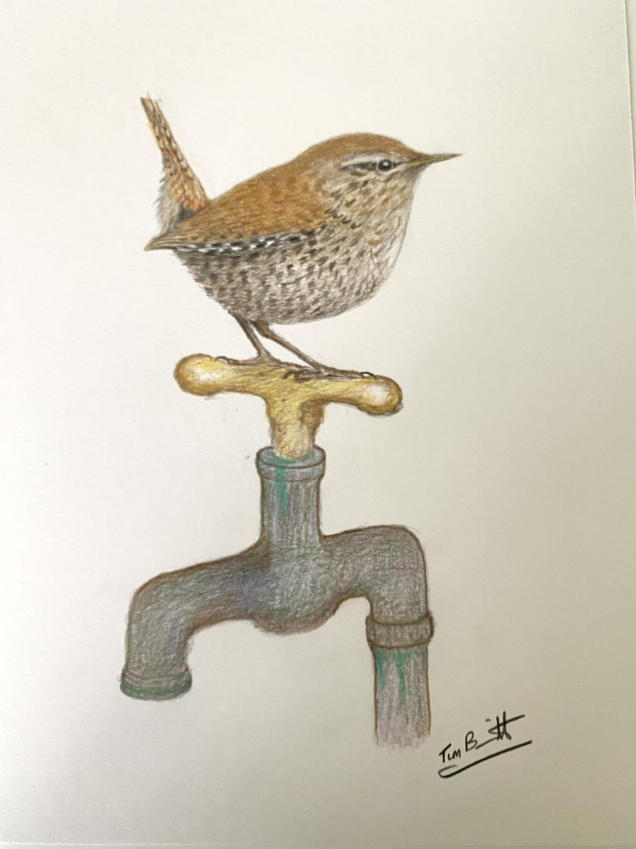 stourman1's tweet photo. @BirdsByStiofan Wren on tap!! https://t.co/3oZBAvtKJj