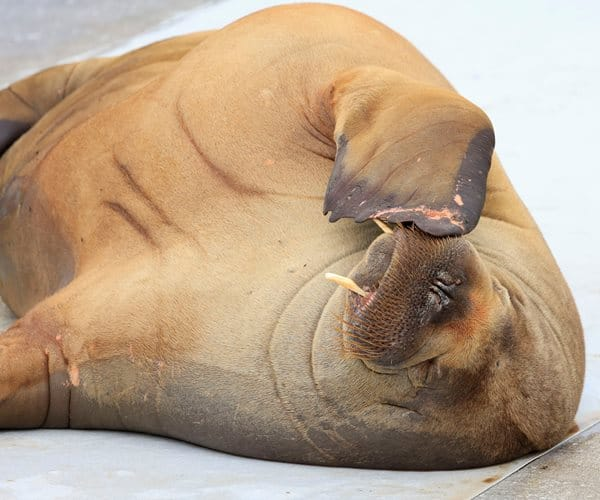 #FreyaTheWalrus
In Memoriam-gentle walrus meant no harm to anyone.
Indefensible.
Wild animals increasingly have no safe place.
Everyone ignored warnings-should be deeply ashamed.
Had her whole life to live.
Should've been relocated to a sanctuary; not murdered.
#JusticeForFreya