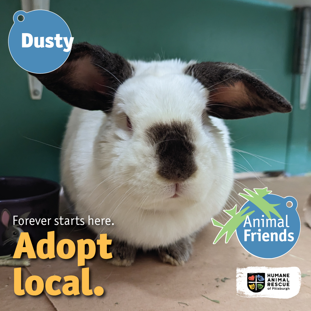 Animal Friends tweet media