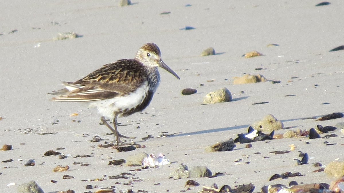 capdevila_jesu's tweet photo. Fotografie en julio este  bonito #Correlimoscomun todavia en plumaje nupcial,en las playas de #Vilaseca ,Tarragona, ya de regreso de sus zonas de cria del norte de Europa.
#dunlin #waders #calidrisalpina https://t.co/EWlJ01dz40