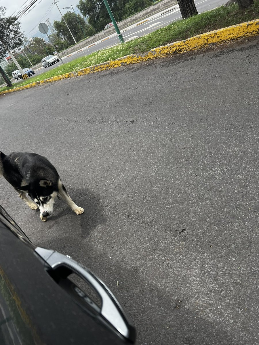Oscar_VeCa's tweet photo. Este perrito está perdido en CU, se ve súper cansado. Yo no tengo recursos ahora para llevármelo, ¿alguien lo reconoce? RT POR FAVOR #CDMX https://t.co/V69MBAjBcn